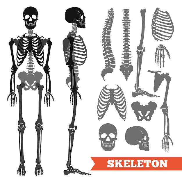 Ossos humanos e esqueleto conjunto