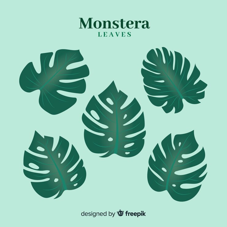 Vetor grátis packa de mão desenhada monstera deixa
