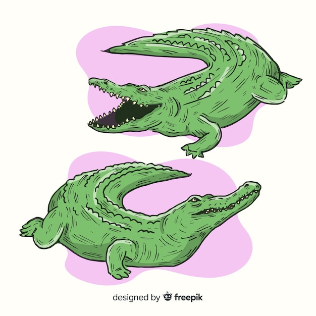 Pacote de crocodilo desenhado a mão