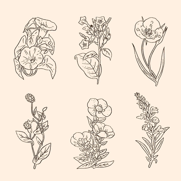 Pacote de ervas desenhadas à mão realista e flores silvestres