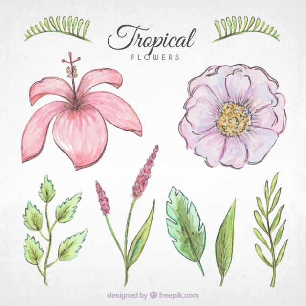 Pacote de flores desenhadas mão e plantas tropicais