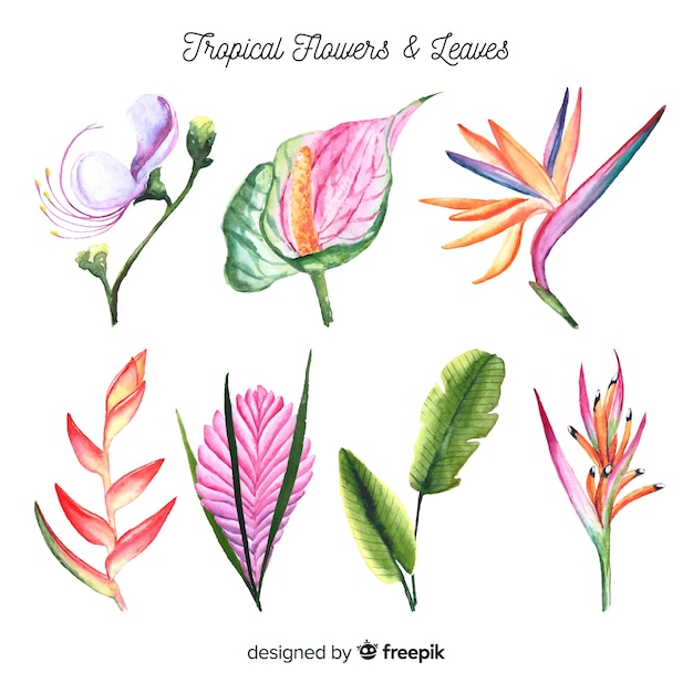 Pacote de flores e folhas tropicais em aquarela