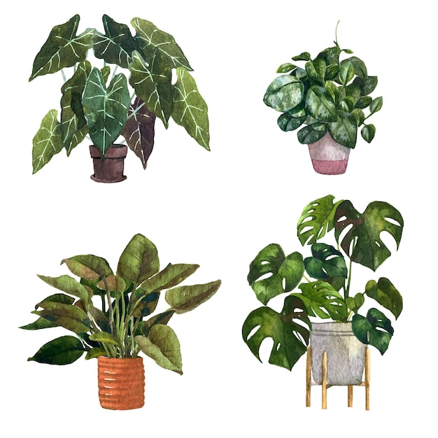 Pacote de plantas de casa pintadas à mão em aquarela