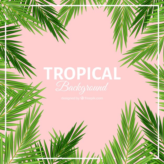 Palm folhas fundo tropical