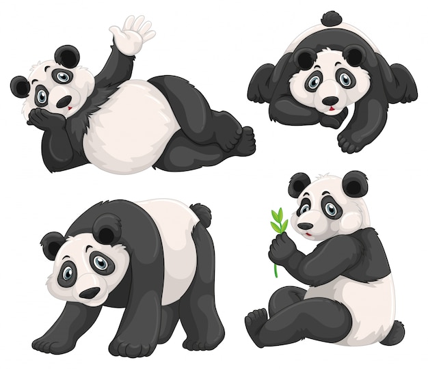 Panda em quatro poses diferentes