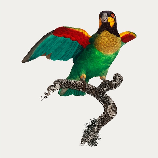 Vetor grátis papagaio de laranja-bochechas