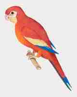 Vetor grátis papagaio vermelho no estilo vintage