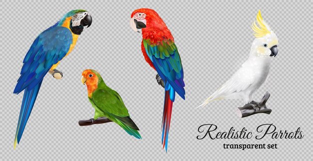 Papagaios realistas em fundo transparente com imagens isoladas de pássaros exóticos coloridos e ilustração vetorial de texto ornamentada
