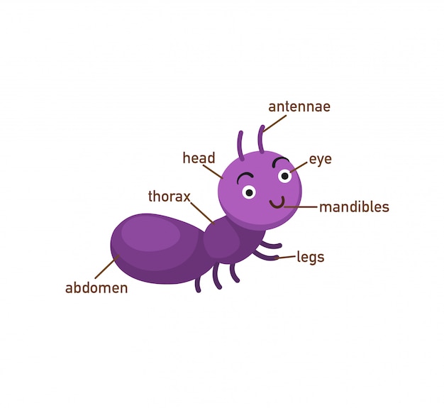Parte de vocabulário de formiga de body.vector