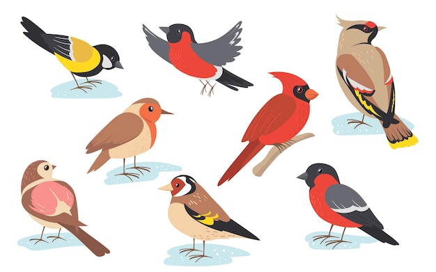 Pássaros de inverno nevado voando ou segurando um galho.