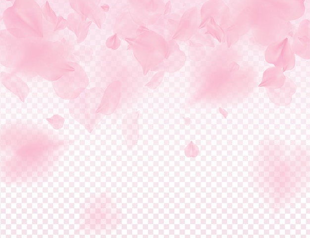 Pétalas de rosa sakura em fundo transparente. Vetor Premium