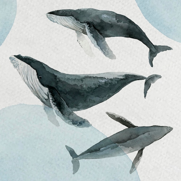 Pintura em aquarela de baleia-jubarte em vetor de banner em aquarela