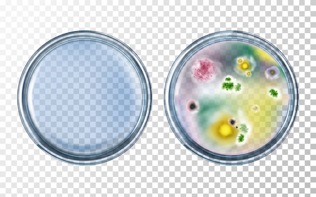 Placas de petri limpas e com vários microrganismos bacterianos, culturas de moldes realistas