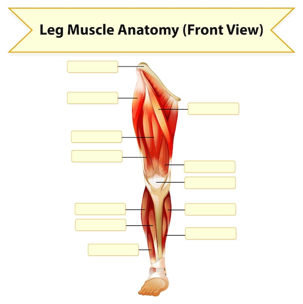 Vetor grátis planilha de anatomia do músculo da perna humana