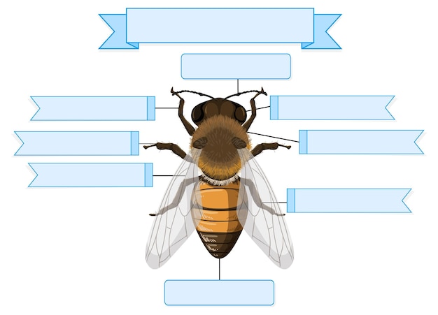 Planilha de anatomia externa de uma abelha