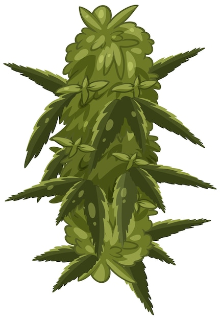 Planta de cannabis no fundo branco