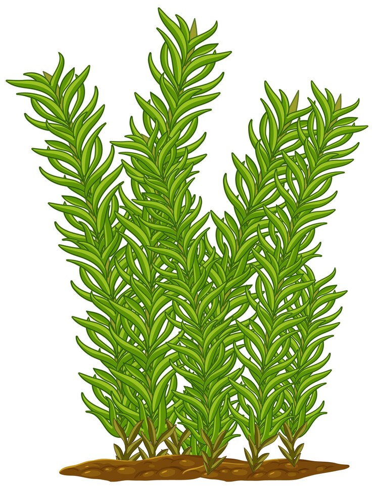 Vetor grátis planta de musgo isolada em fundo branco
