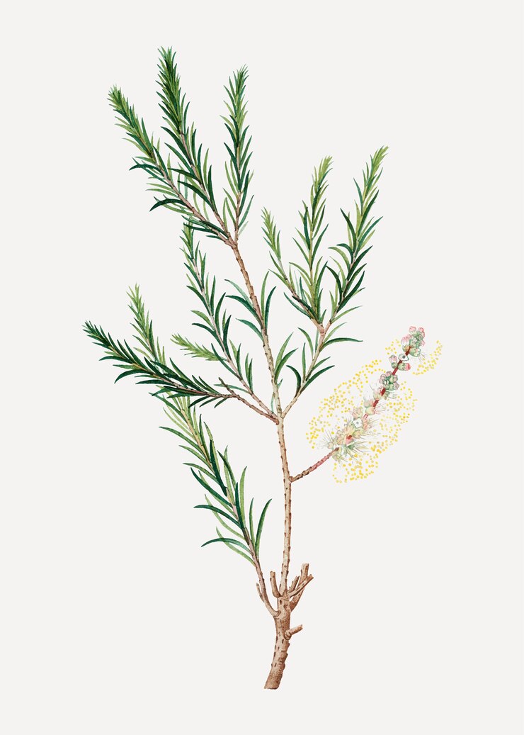 Vetor grátis planta de paperbark do pântano