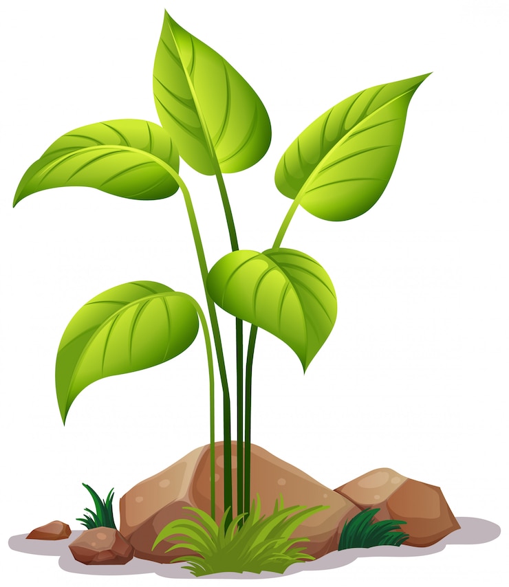 Vetor grátis planta em branco
