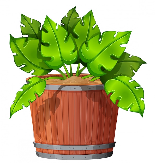 Planta isolada em pote