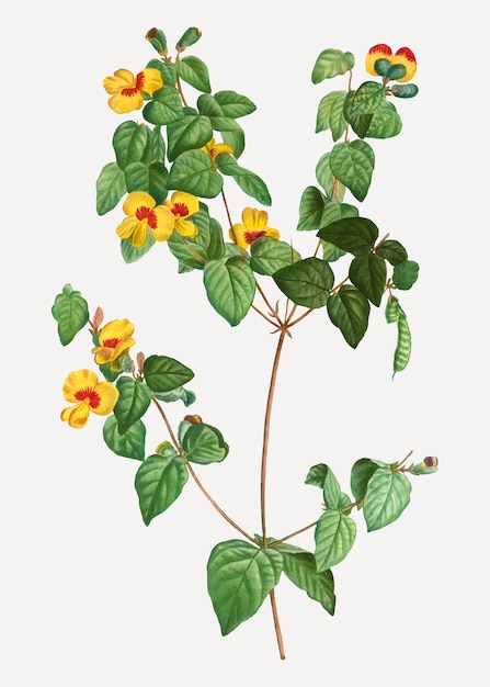 Planta plana de ervilha