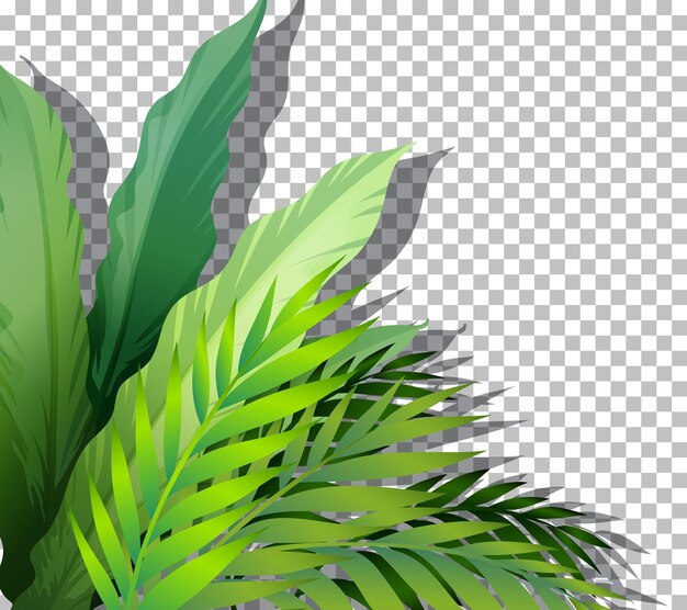 Planta tropical em fundo transparente