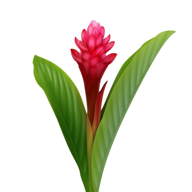 Planta tropical vetorial Flor de gengibre vermelho ou Alpinia Purpurata isolada no fundo branco