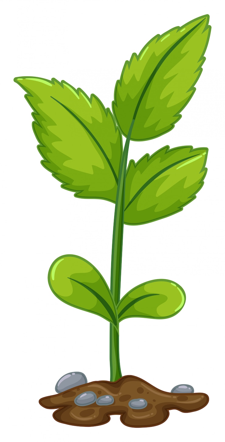 Vetor grátis planta verde, crescendo, de, subterrâneo