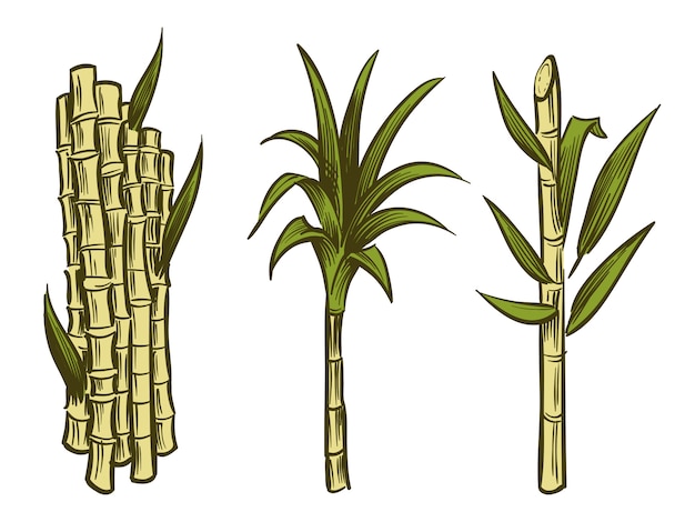 Plantas de cana-de-açúcar isoladas no branco | Vetor Premium