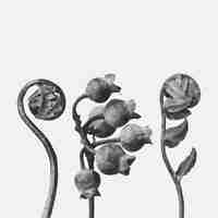 Vetor grátis polypodiaceae aspidieae (polypody) fronde enrolada ampliada 4 vezes vetor