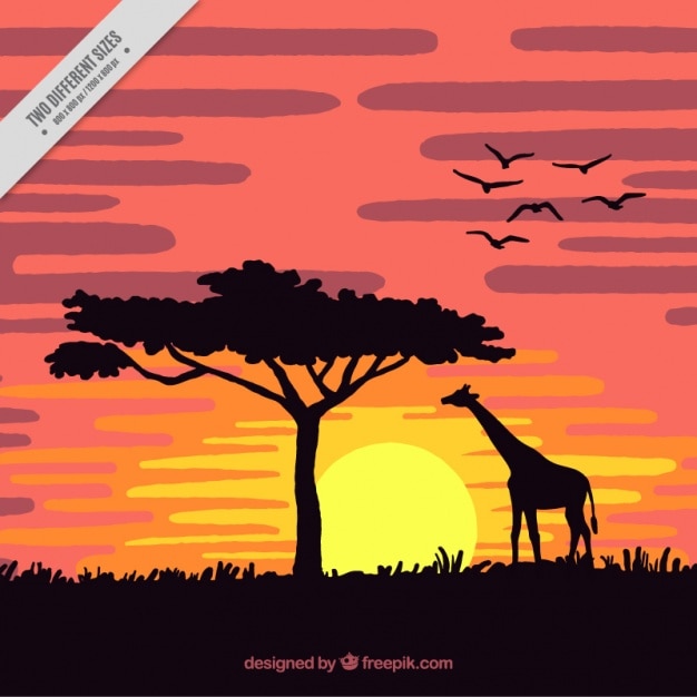 Pôr do sol na savana com uma girafa