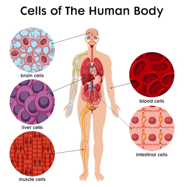 Vetor grátis pôster da célula do corpo humano