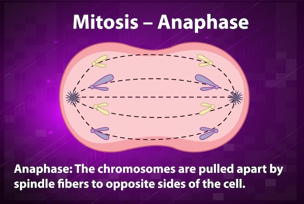 Vetor grátis processo de anáfase da mitose com explicações