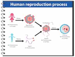 Vetor grátis processo de reprodução do infográfico humano