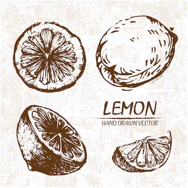 Projeto de limão desenhada mão