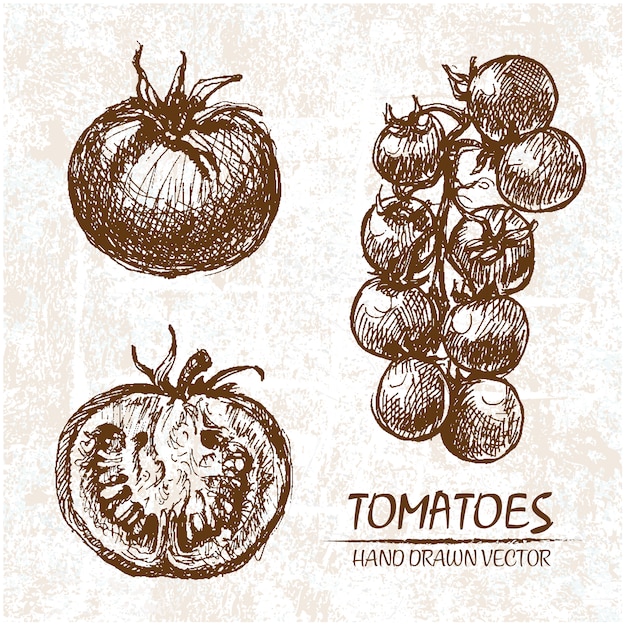 Vetor grátis projeto de tomate desenhada mão