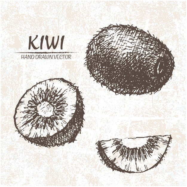 projeto kiwi desenhada mão