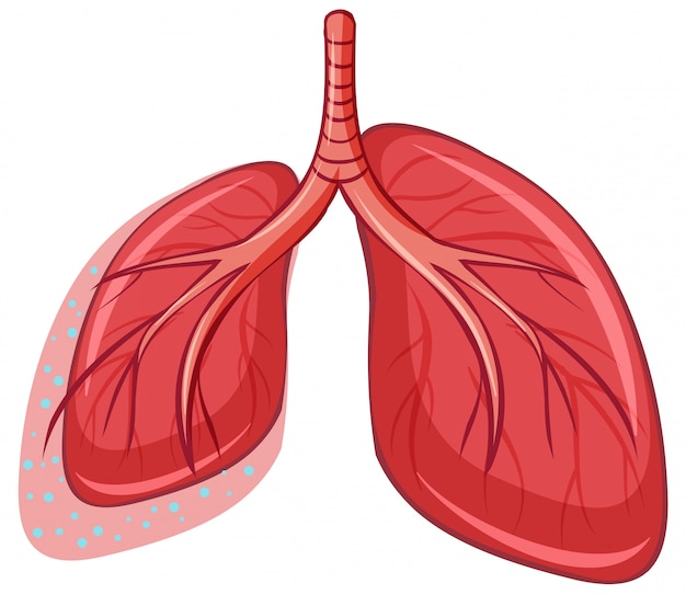 Vetor grátis pulmão humano em fundo branco