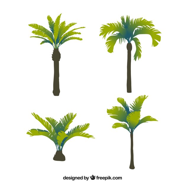 Quatro, tropicais, palma, árvores