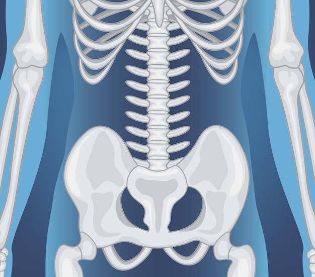 Raio x do corpo humano com órgãos internos