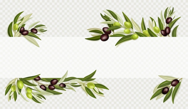 Vetor grátis ramos de oliveira com frutas pretas e verdes