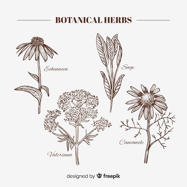 Realista mão desenhada especiarias e ervas botânicas