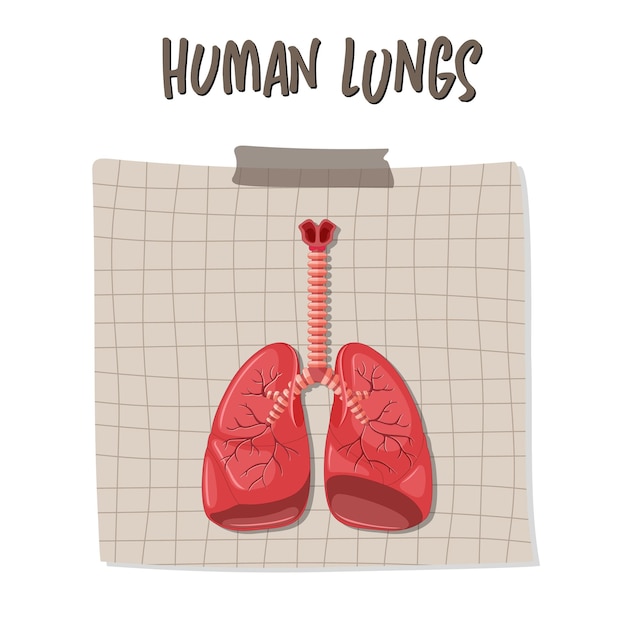 Órgão interno humano com pulmões