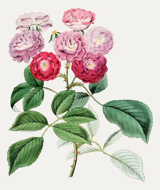 Rosas de escalada