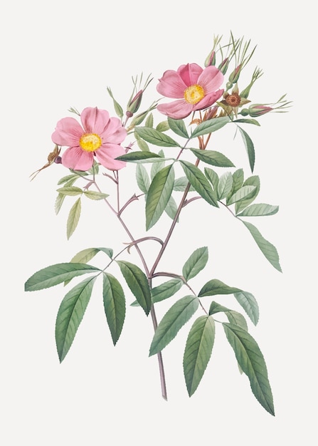 Rosas de pântano rosa
