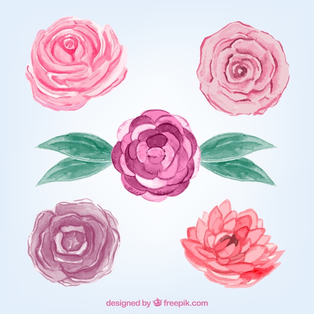 Seleção de rosas de aquarela