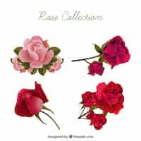 Vetor grátis seleção realista de rosas bonitas