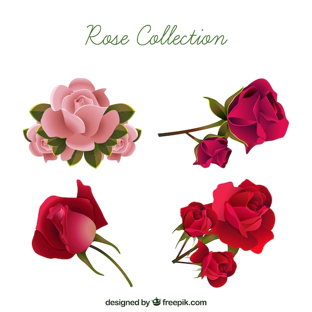 Seleção realista de rosas bonitas
