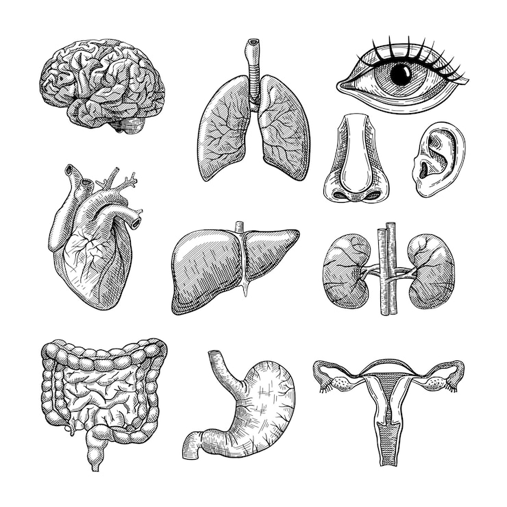 Vetor grátis set de ilustrações gravadas em órgãos do corpo humano
