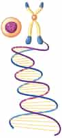 Vetor grátis símbolo de hélice de dna isolado no fundo branco